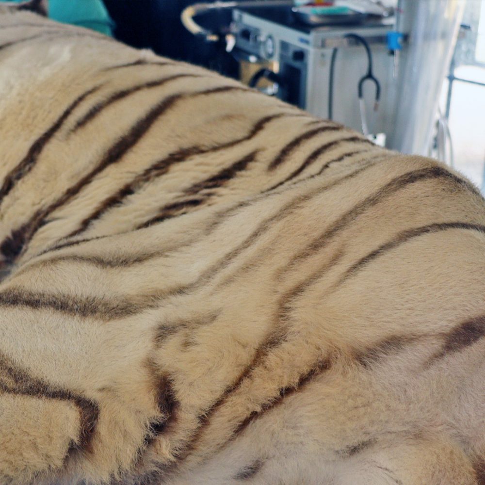 The flank of a white tiger, showing it's hip bones.