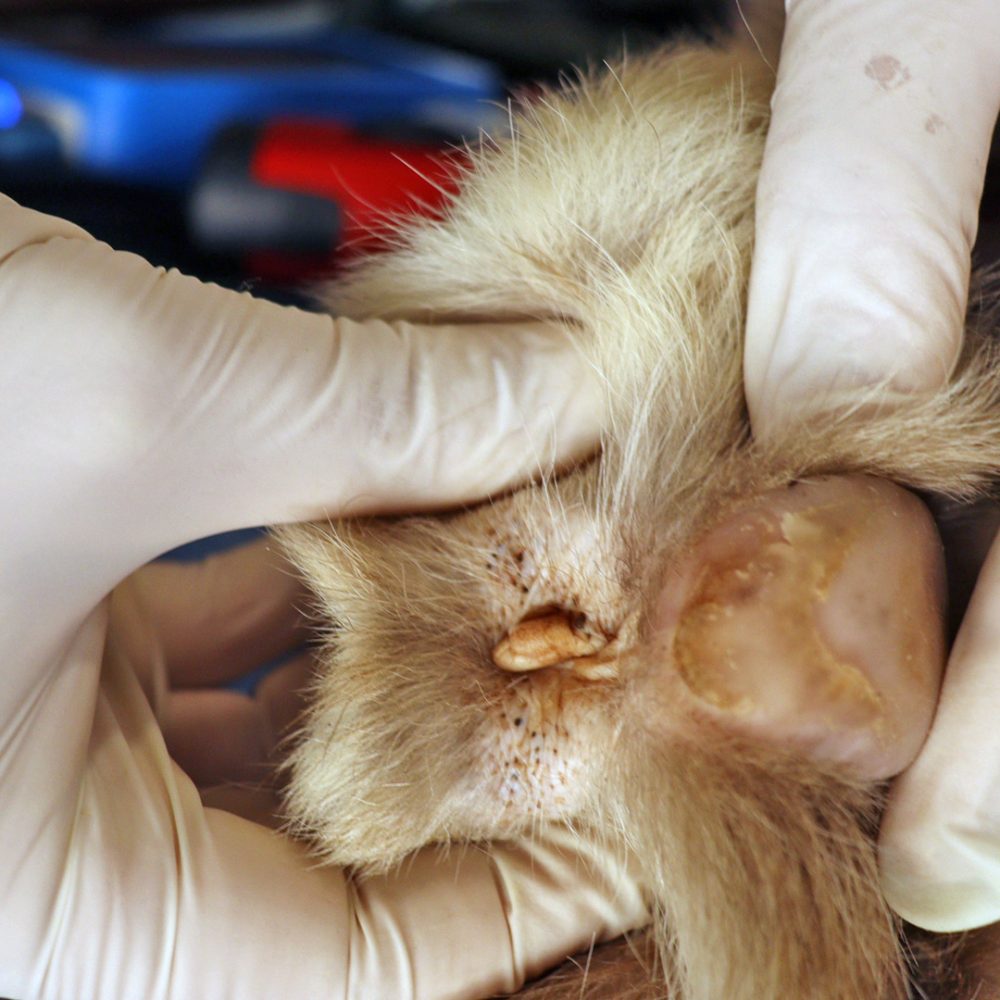 A tiger's paw which has been declawed.