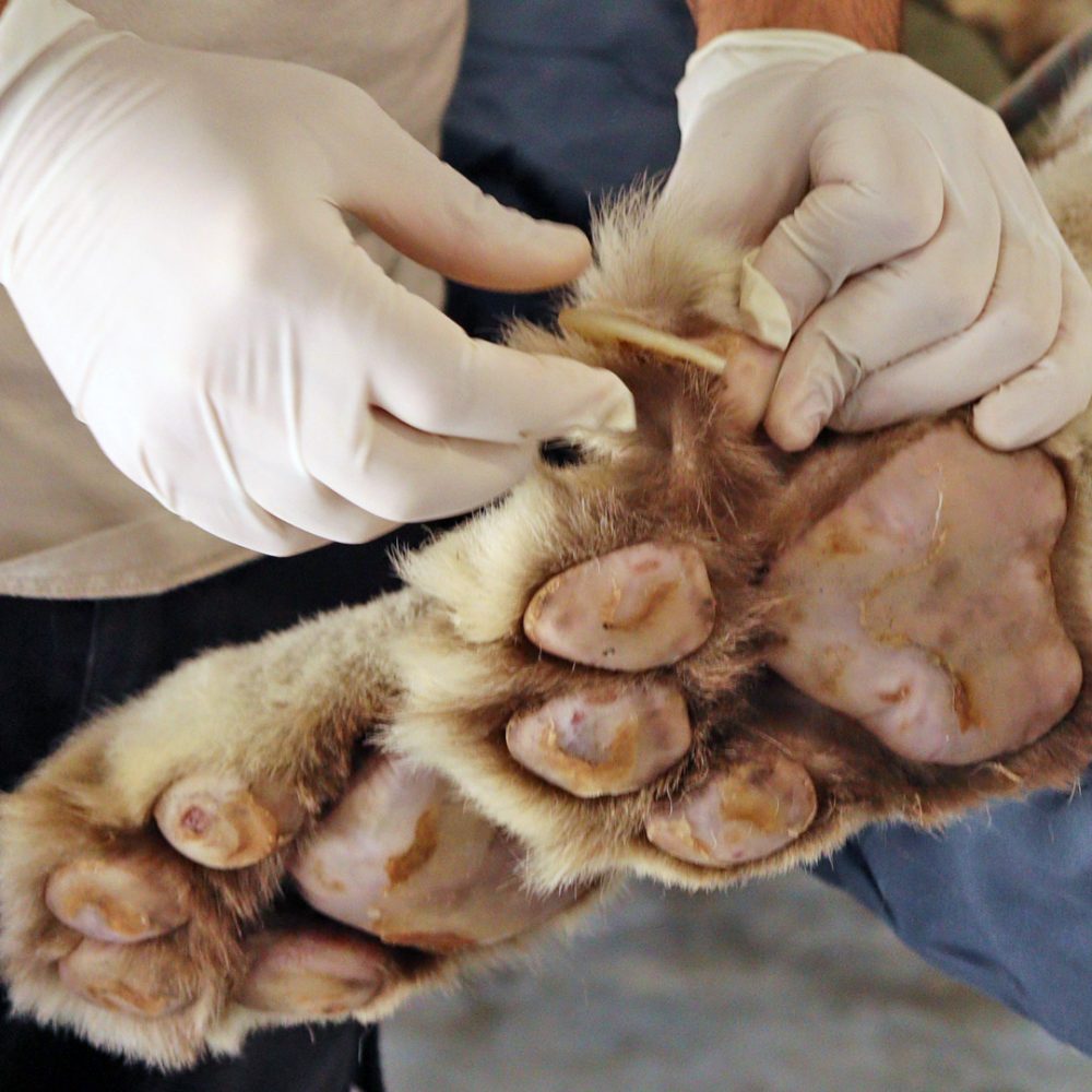 A tiger's paw and hands holding a scissor.