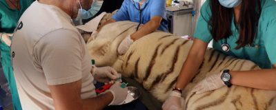 Tiger is being checked by veterinarians