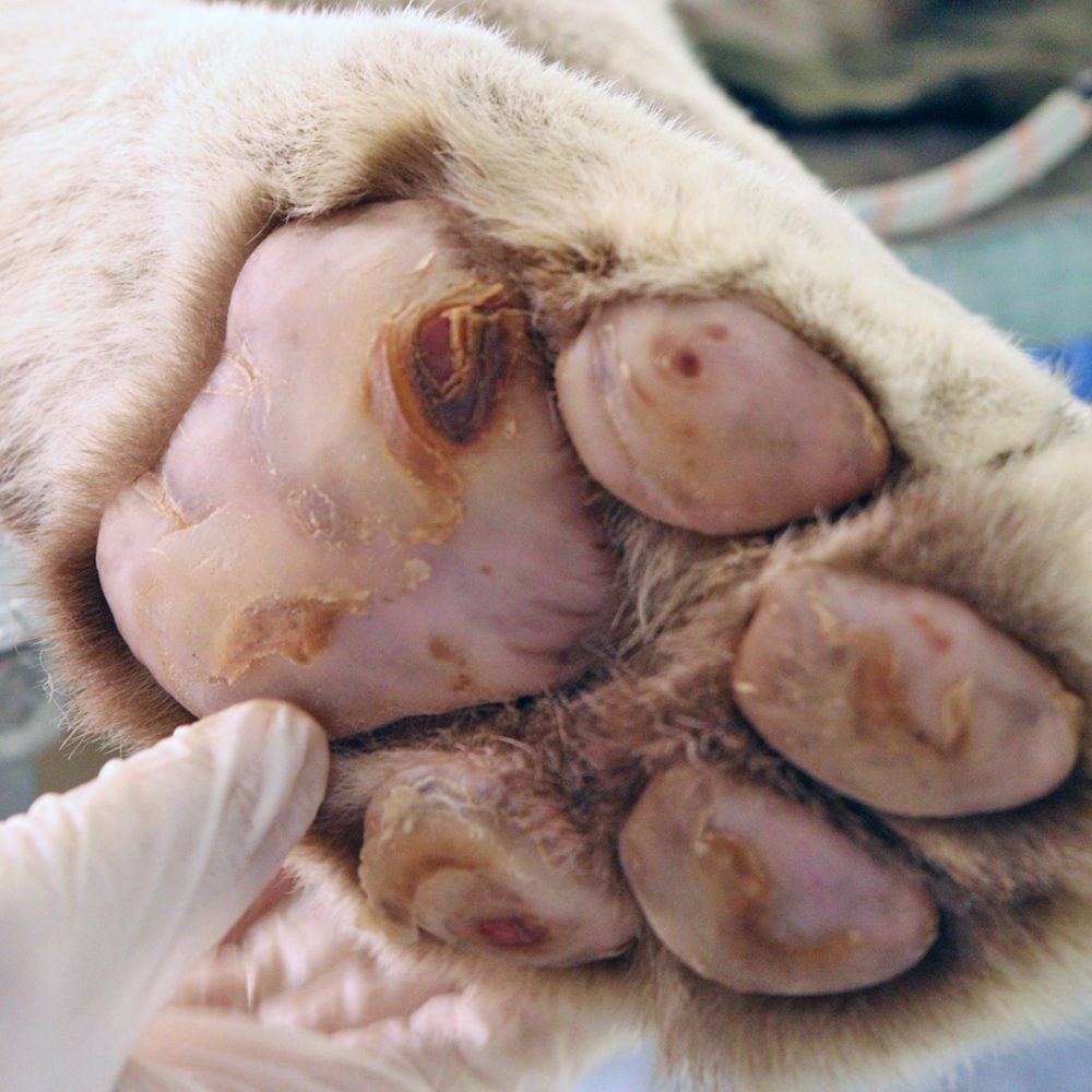 The paw of a tiger.
