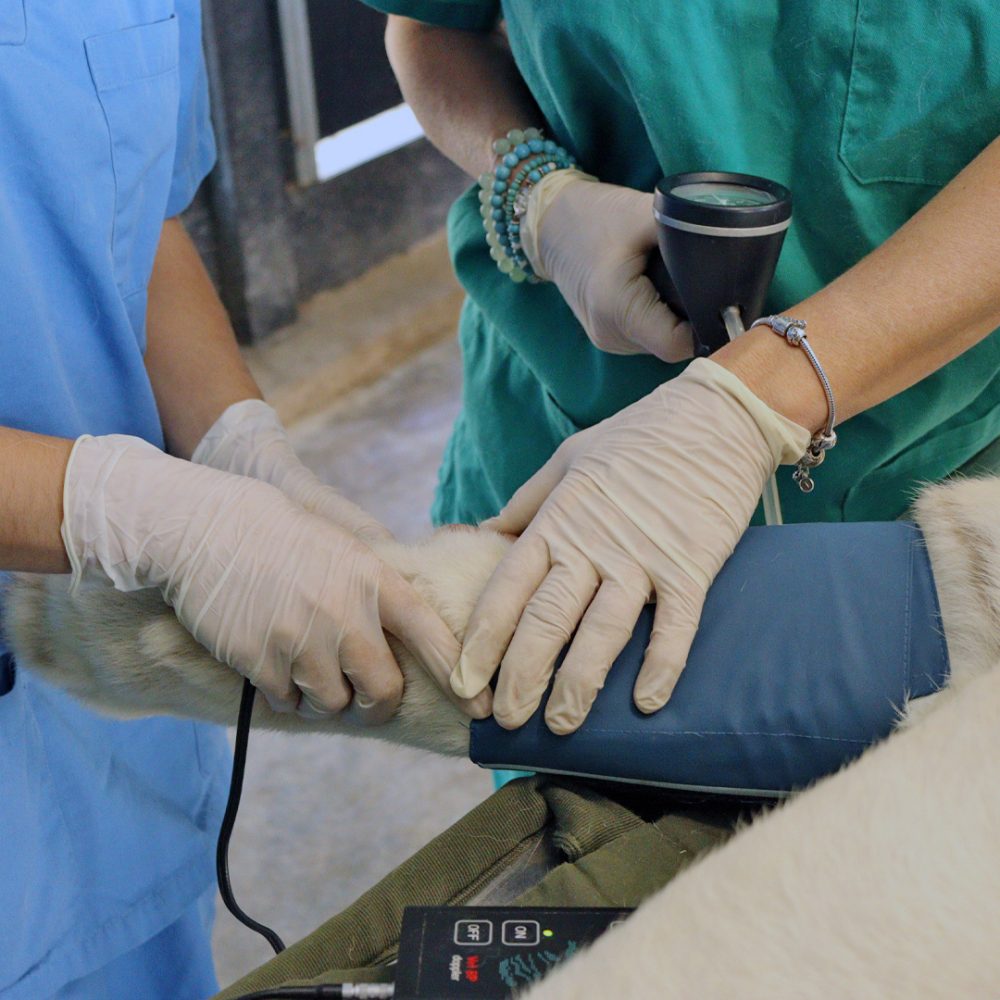 A tiger's paw with a blood pressure measuring device.