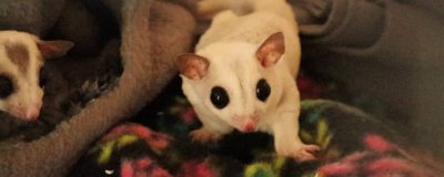 White sugar glider on a blanket