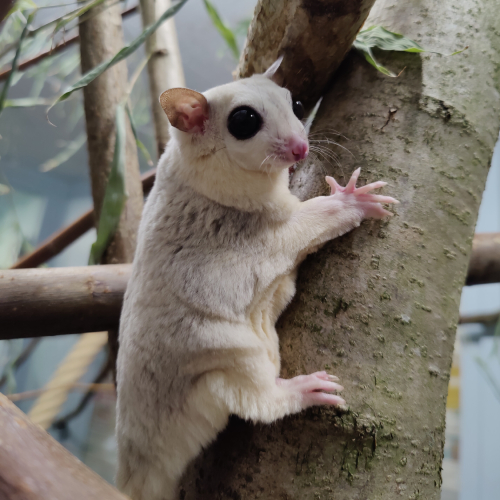 Sugar glider holding on to a branch.