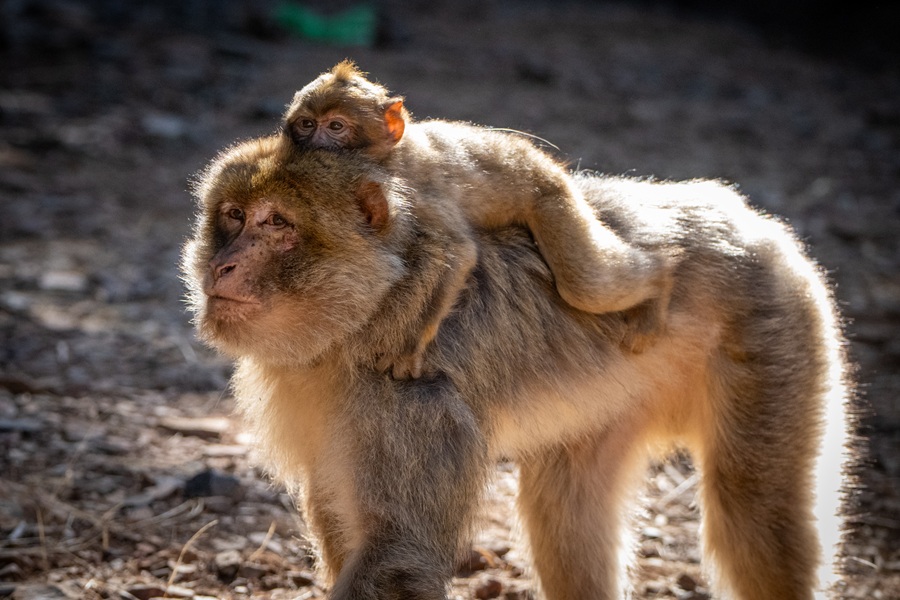 Adult Barbary macaque with a juvenile on its back.