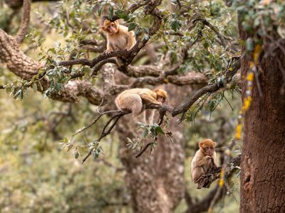 Three young Barbary macaques in a tree.