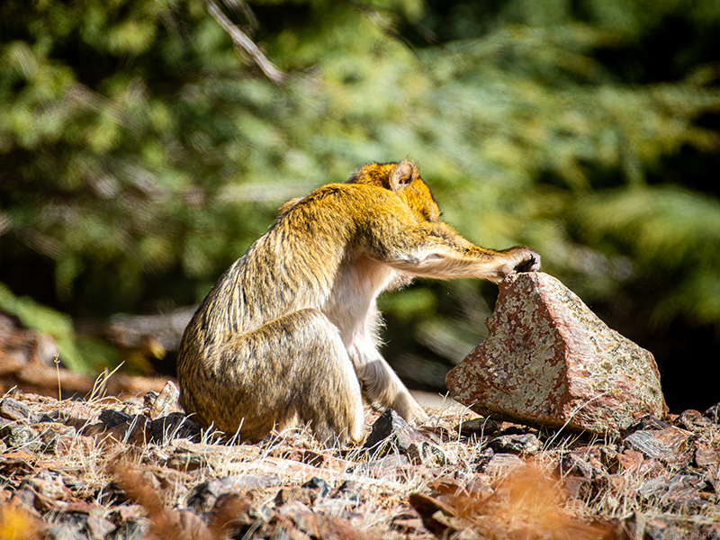 Barbary macaque looks under a stone