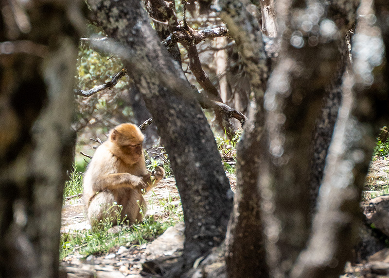 A Barbary macaque forages in between the trees while sitting down.
